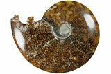 Polished Ammonite (Cleoniceras) Fossil - Madagascar #185481-1